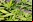 El cannabis podría curar el cáncer El cannabis podría curar el cáncer
