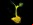 Glowing plant: Plantas que brillan en la oscuridad Glowing plant: Plantas que brillan en la oscuridad