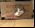 Los mejores vídeos de gatos