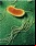 Geobacter sulfurreducens, un nanocable viviente