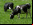 Vacas modificadas para producir leche humana