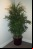 10 plantas para limpiar el aire de tu casa 10 plantas para limpiar el aire de tu casa