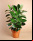 10 plantas para limpiar el aire de tu casa 10 plantas para limpiar el aire de tu casa