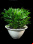 10 plantas para limpiar el aire de tu casa 10 plantas para limpiar el aire de tu casa