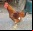 Ingeniería inversa: Del pollo al dinosaurio Ingeniería inversa: Del pollo al dinosaurio