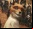 Fantastic Mr. Fox (Trailer) Fantastic Mr. Fox (Trailer)