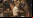 Fantastic Mr. Fox (Trailer) Fantastic Mr. Fox (Trailer)