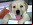 Lancelot: El primer perro 