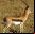 Gazelle: El Navegador ultra-seguro de Microsoft Gazelle: El Navegador ultra-seguro de Microsoft
