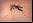 ¡Miles de especies foráneas invaden Europa! ¡Miles de especies foráneas invaden Europa!