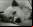 El experimento ruso del perro sin cabeza El experimento ruso del perro sin cabeza