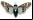 Insectos Cyborgs: Científicos insertan cámara en mariposa Insectos Cyborgs: Científicos insertan cámara en mariposa