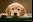 ¿Por qué los perros ponen «ojos tristes» cuando te miran?