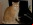 ¿Por qué los ojos de los gatos brillan en la oscuridad?