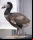 Animales Extintos: 10 animales que los científicos podrían hacer volver a la vida Animales Extintos: 10 animales que los científicos podrían hacer volver a la vida