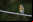 ChirpOMatic: App para identificar pájaros por el sonido de sus cantos