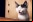 Música para gatos: ¿Acaso les gusta lo que escuchamos?