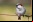 ¿Por qué los pájaros cantan cada vez más temprano? ¿Por qué los pájaros cantan cada vez más temprano?