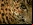 Alan Turing, los animales y sus manchas