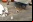 Perrito sigue al coche de Google Street View y sale en todas las fotos (Galería)