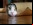 Mirar vídeos de gatitos hace bien a la salud