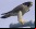 Observa halcones peregrinos en la ciudad gracias a una webcam Observa halcones peregrinos en la ciudad gracias a una webcam