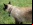WarKitteh: Un gato como detector de redes WiFi
